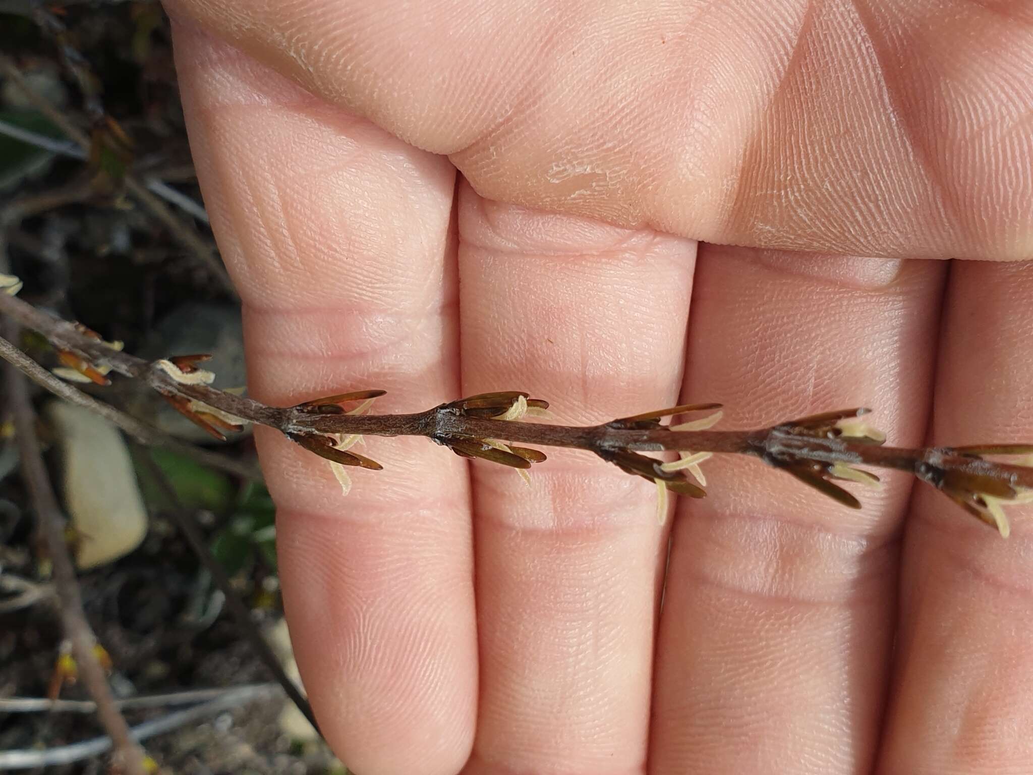 Image of Coprosma acerosa A. Cunn.