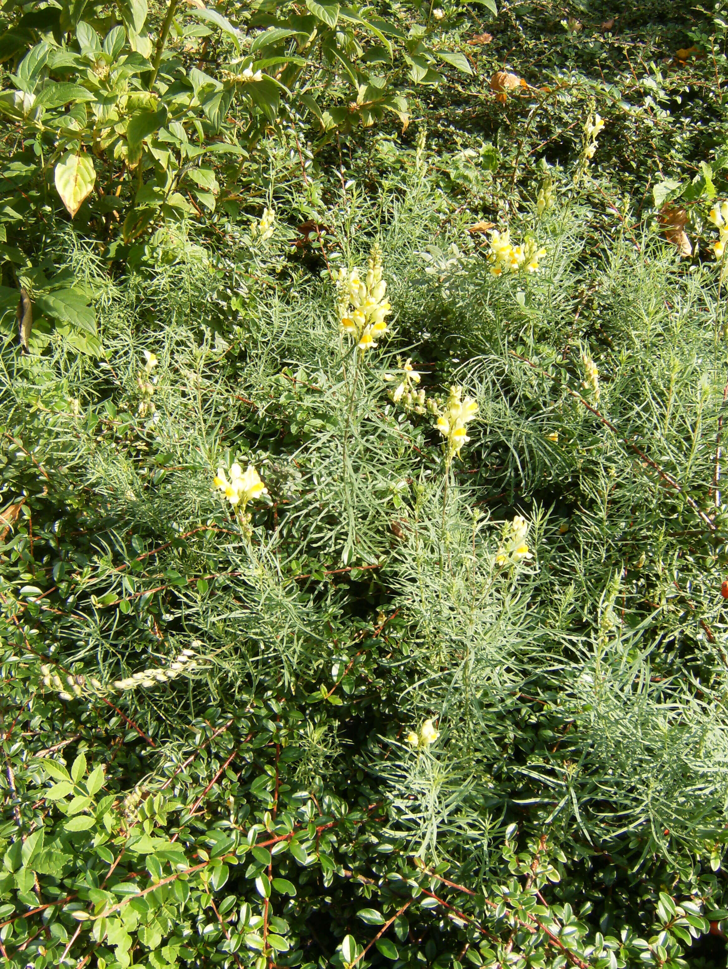 Image of Common Toadflax