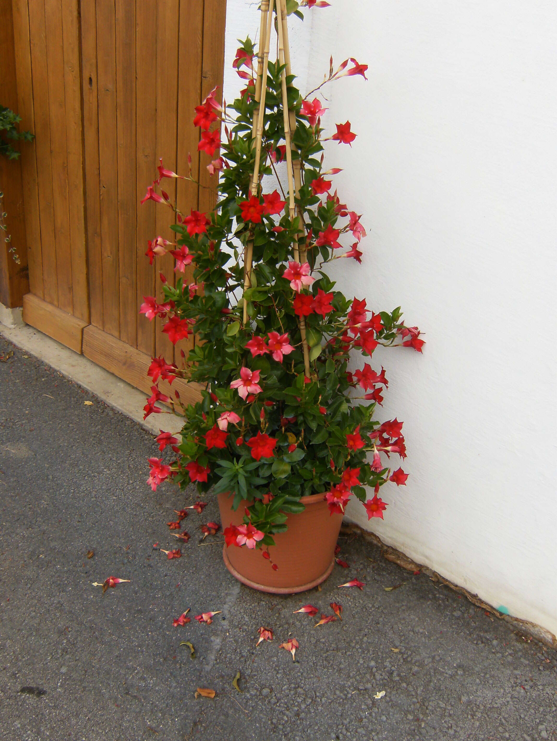 Plancia ëd Mandevilla sanderi (Hemsl.) R. E. Woodson