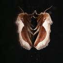 Image of Skiff Moth