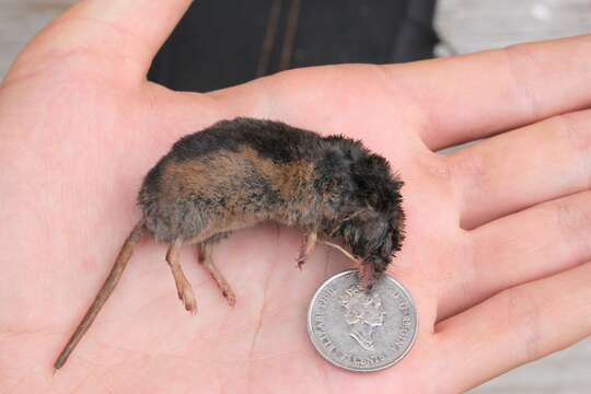 Image of Arctic Shrew