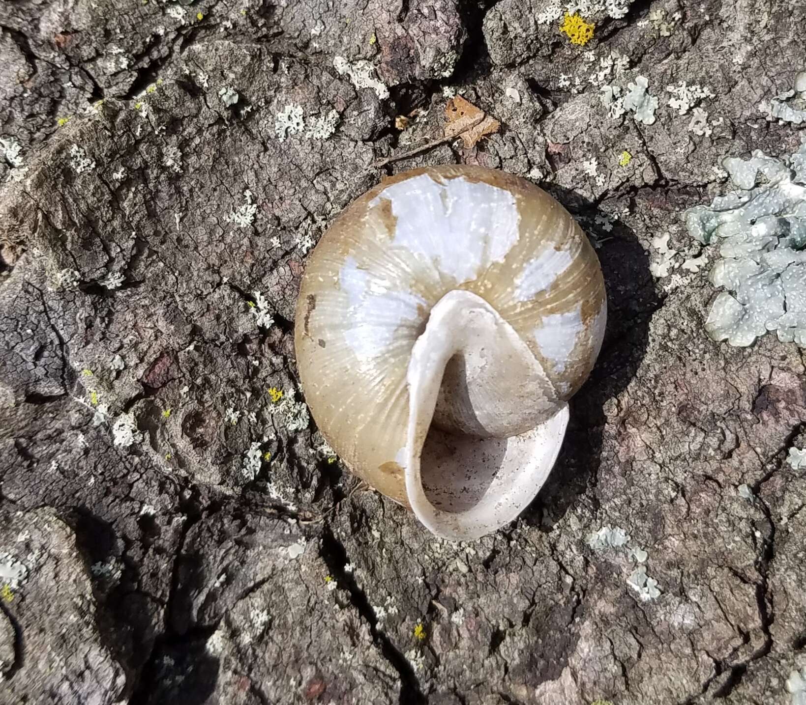 Image of Neohelix alleni (Wetherby 1883)