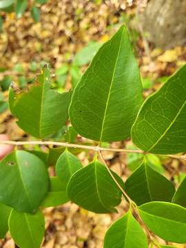 Eugenia pseudopsidium Jacq.的圖片