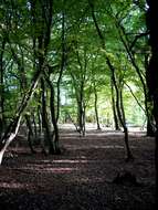 Image of European hornbeam