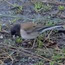 Image of Junco hyemalis thurberi Anthony 1890