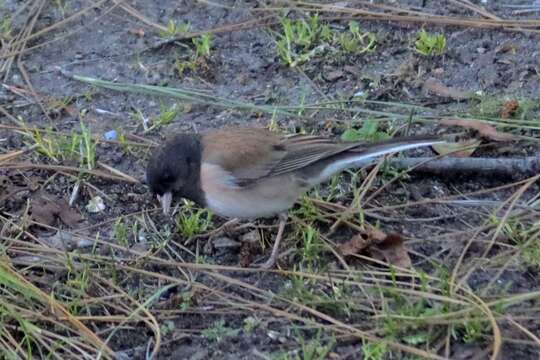 Image of Junco hyemalis thurberi Anthony 1890