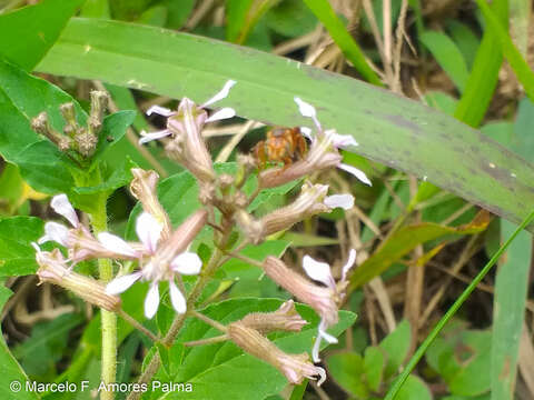 Plancia ëd Trigona chanchamayoensis Schwarz 1948