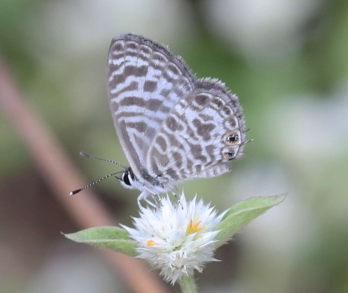 Image of Leptotes plinius