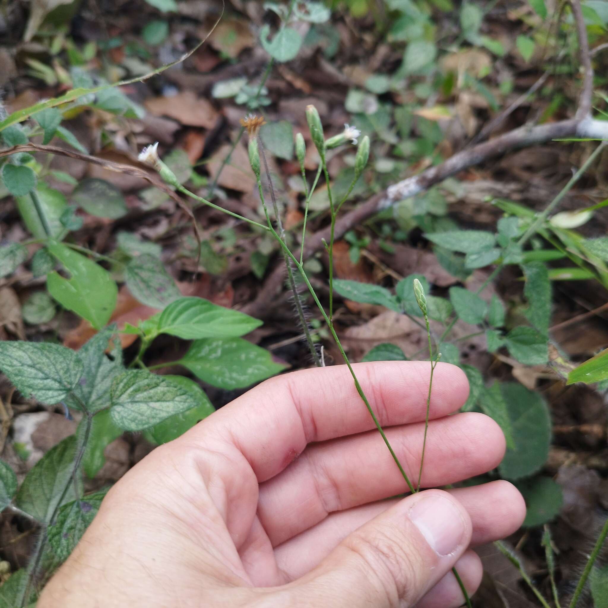 Imagem de Acourtia nudicaulis (A. Gray) B. L. Turner