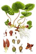 Image of European wild ginger