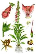 Imagem de Digitalis purpurea L.