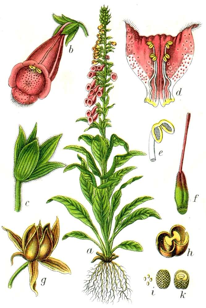 Imagem de Digitalis purpurea L.