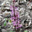 Plancia ëd Dipodium variegatum M. A. Clem. & D. L. Jones