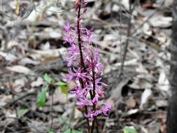 Image of Blotched hyacinth-orchid