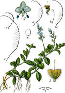 Image of Health Speedwell