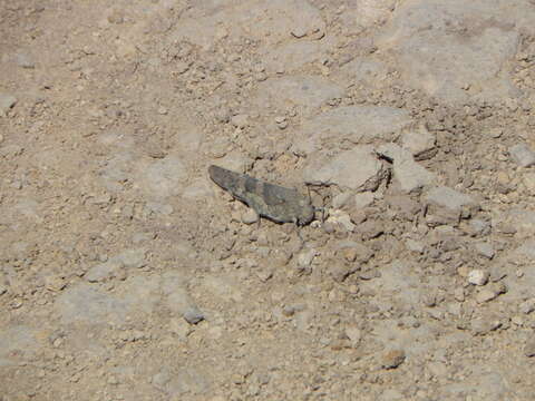 Image of Pallid-winged Grasshopper