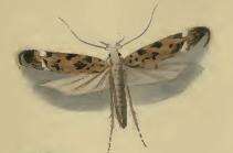 Image of Caryocolum fraternella Douglas 1850
