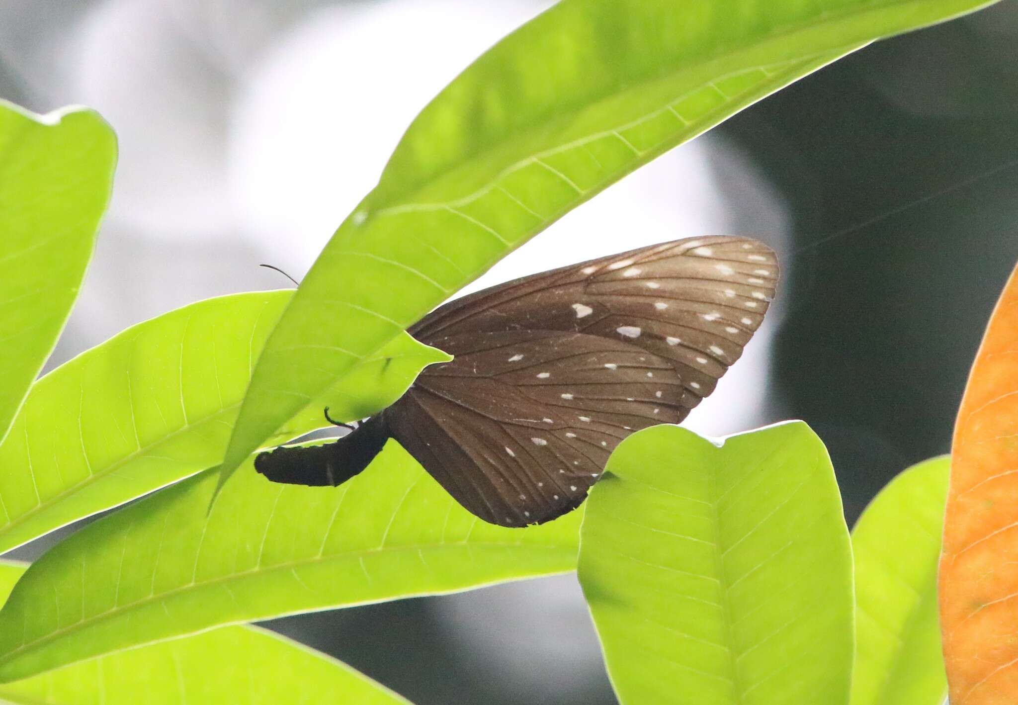 Euploea phaenareta Schaller 1785的圖片