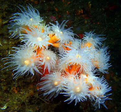 Image of orange tree coral