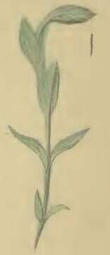 Image of Caryocolum fraternella Douglas 1850