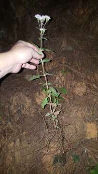 Image of Stevia triflora DC.