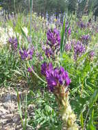 Image of Oxytropis sylvatica (Pall.) DC.