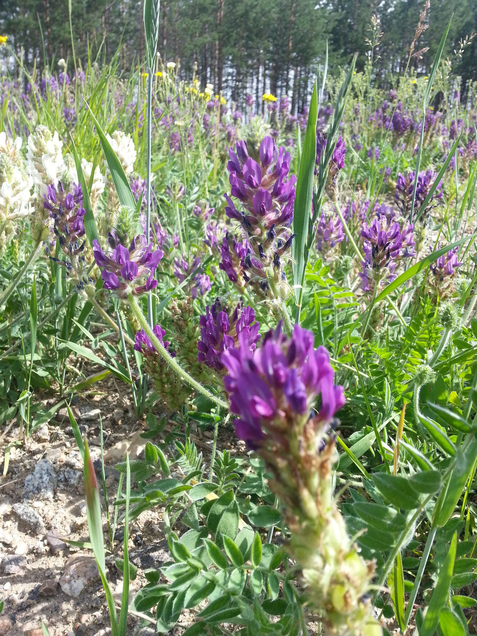 Image de Oxytropis sylvatica (Pall.) DC.