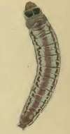 Image of Scrobipalpa costella Westwood 1851