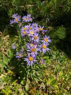 Image of Aster amellus subsp. bessarabicus (Rchb.) Soó