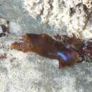 Image of Iridescent Seaweed