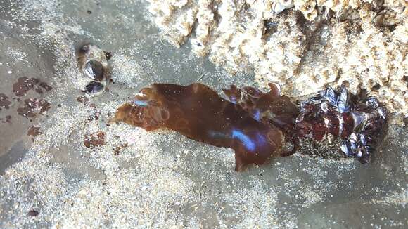 Image of Iridescent Seaweed