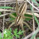 Rabidosa rabida (Walckenaer 1837) resmi