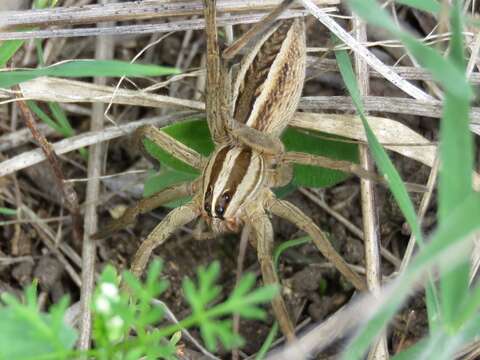 Image of Rabid Wolf Spider