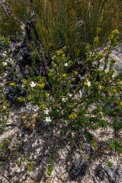 Image of Philotheca obovalis (A. Cunn.) Paul G. Wilson