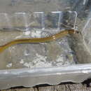 Image of Ohio lamprey