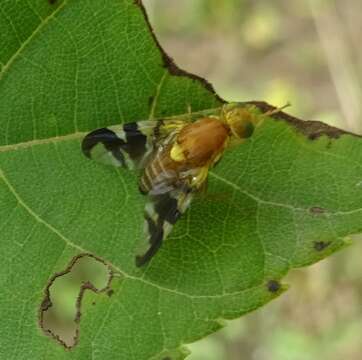 Image of Walnut Husk Maggot