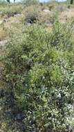 Image of Arizona desert-thorn