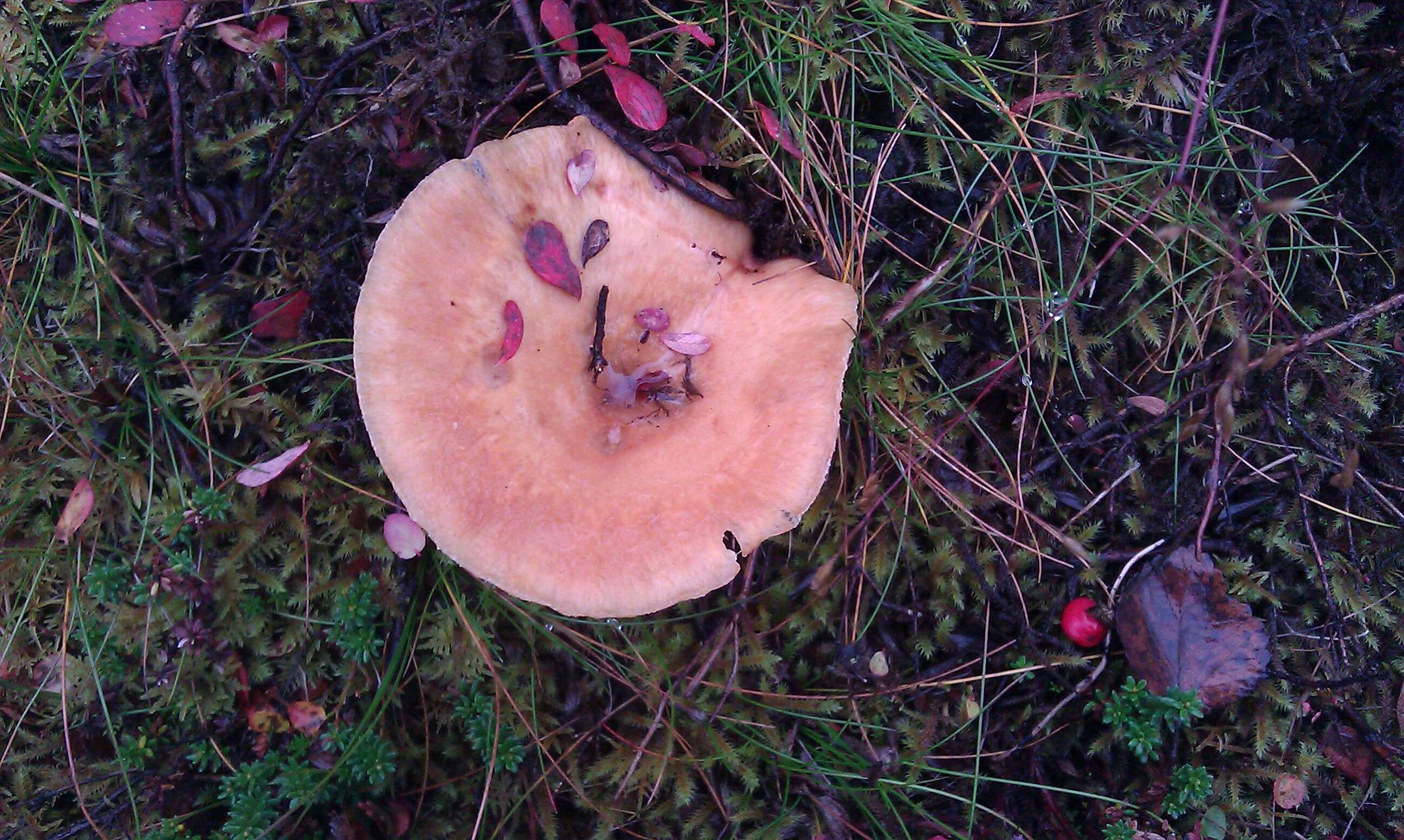 Image of Red Pine Mushroom