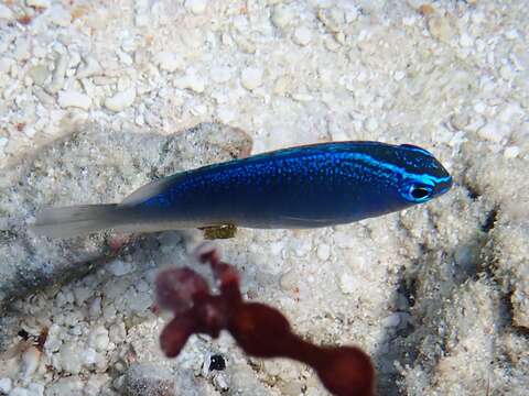 Image of Blue damsel