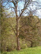 Imagem de Acer pseudoplatanus L.