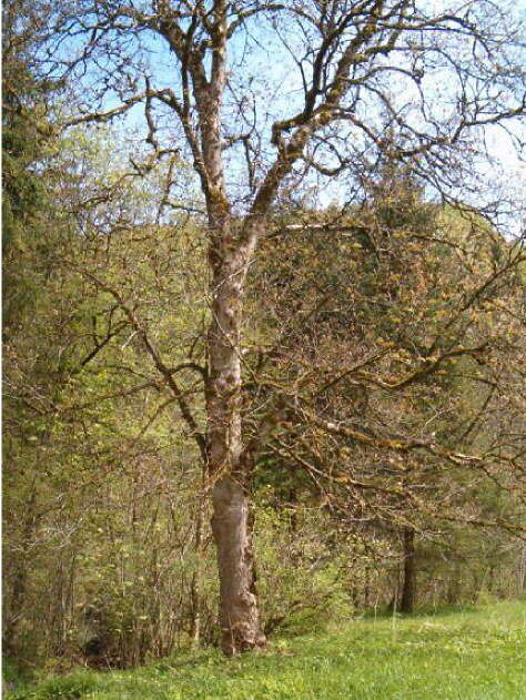 Imagem de Acer pseudoplatanus L.