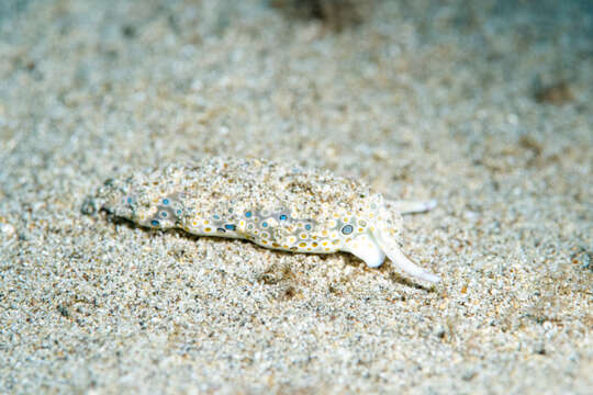 Image of Flat camouflaged slug