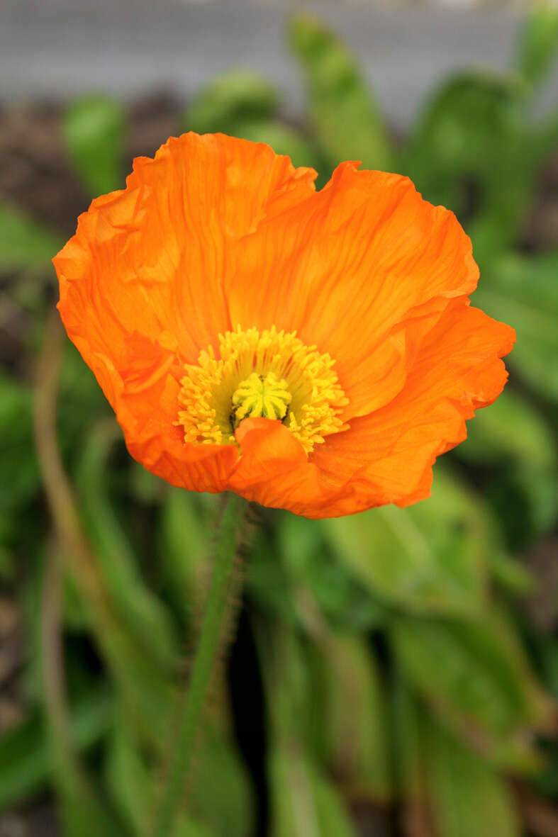 Image of Iceland Poppy