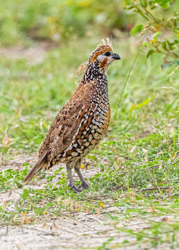 Colinus cristatus leucotis (Gould 1844) resmi