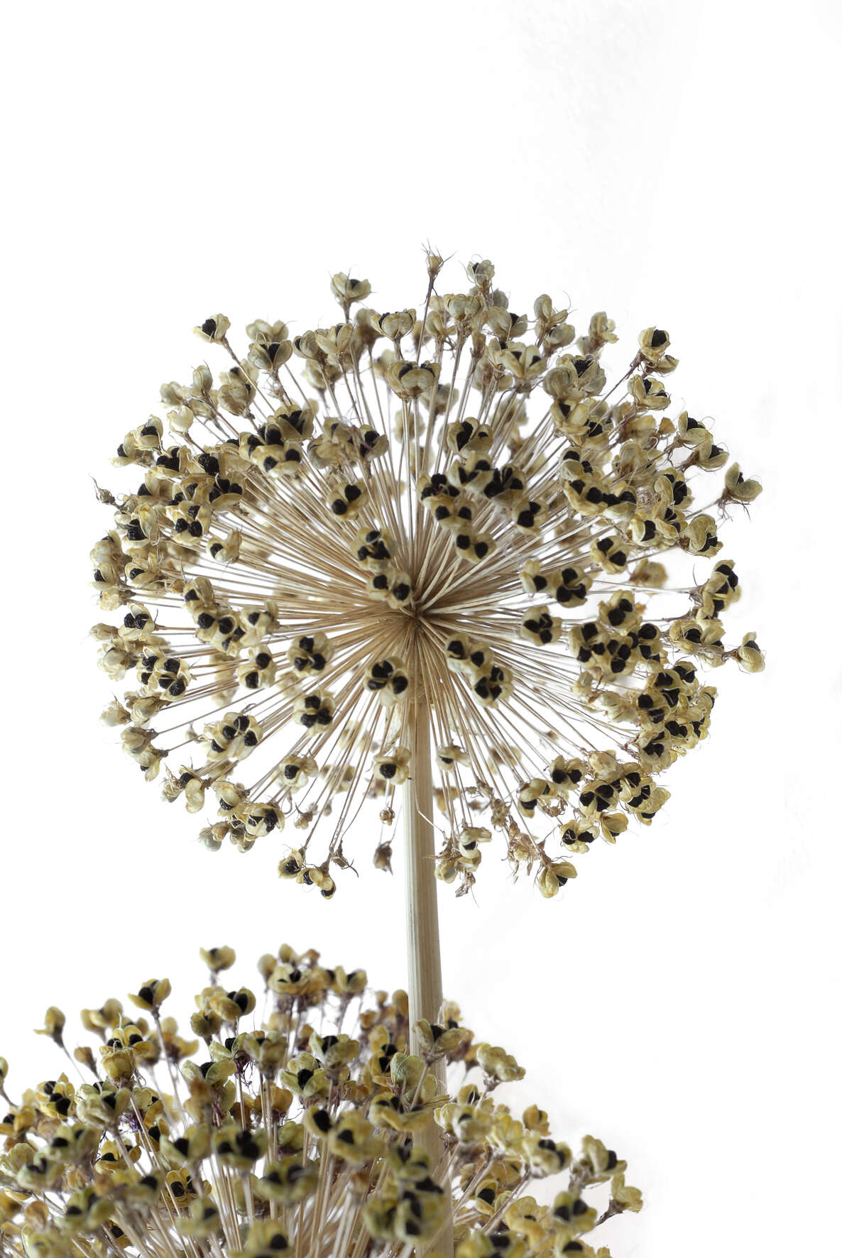 Image of Allium giganteum Regel