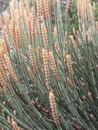 صورة Allocasuarina crassa L. A. S. Johnson