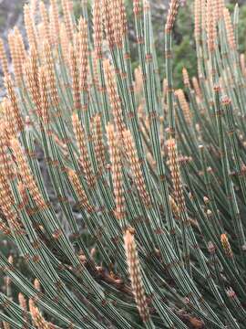 Image of Allocasuarina crassa L. A. S. Johnson