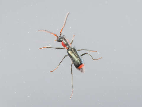 Image of Cyrtosus cyanipennis