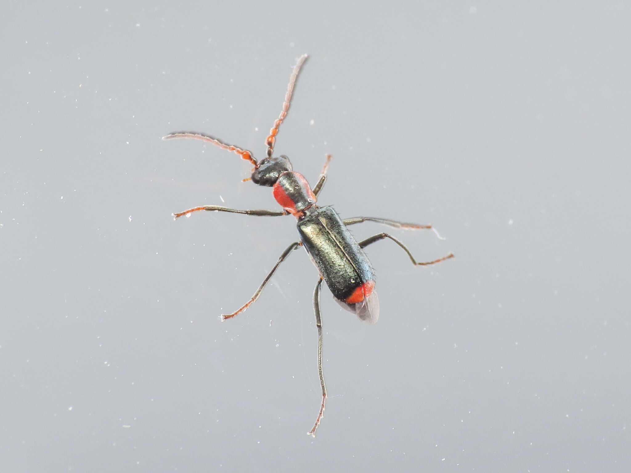 Cyrtosus cyanipennis resmi