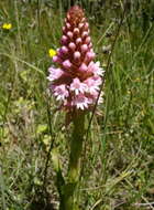 Image of Satyrium hallackii Bolus